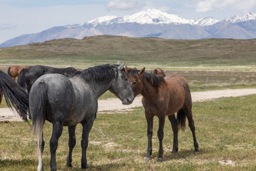 Fototapeta premium Wild Horse Mare and Foal in Spring in Utah