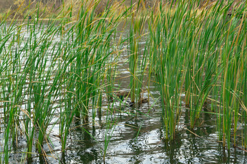 Fototapeta na wymiar ducks swimming among the reeds