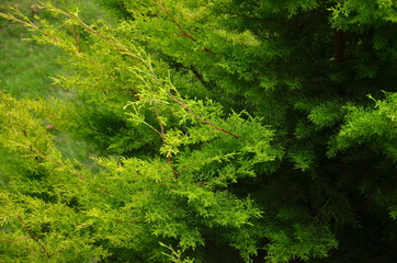 Fototapeta na wymiar green forest background