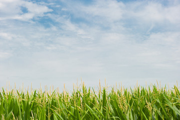 Corn field with a beautiful  blue cloud sky.  