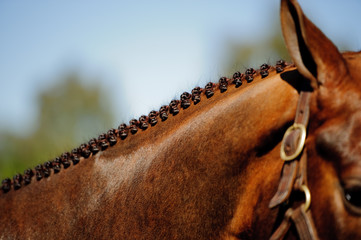 show horse with perfect show hunter braids  © Maggie