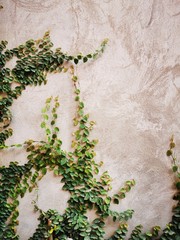 Grass and beautiful wall background images