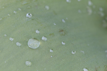 Water droplets on a leaf