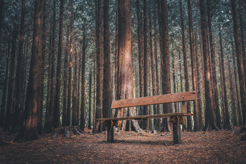 Empty bench in dark pine forest