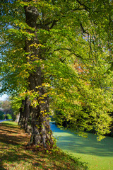 Old trees in the park, castle Wissen, Germany