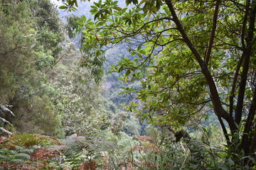 Hiking trail at Levada do Rei in Madeira, Portugal