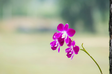 Orchid flower with blurred background