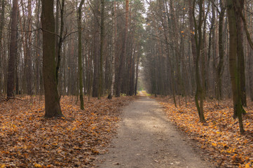 Golden autumn forest in the late afternoon