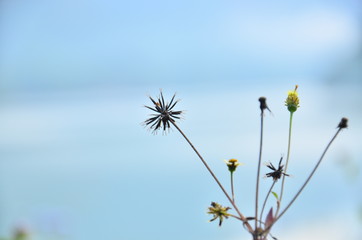 dandelion in the sky