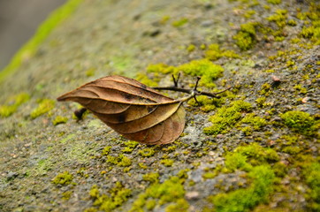 leaves