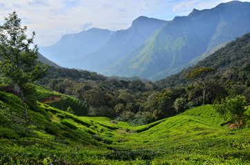 Fototapeta premium tea plantation in the mountain