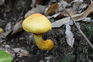 Closeup of a mushroom in a forest – can be used as a background