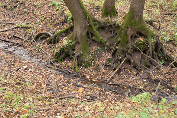 the roots of the trees of the autumn forest by the stream