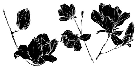 Vector Magnolia floral botanical flowers. Black and white engraved ink art. Isolated magnolia illustration element. © yanushkov