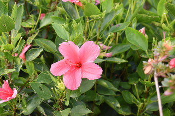 Red flower with green leaves – can be used as a background