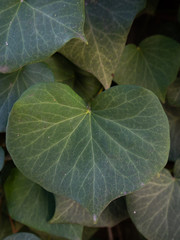 Isolated heart shaped ivy leaf