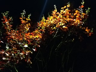 Notte