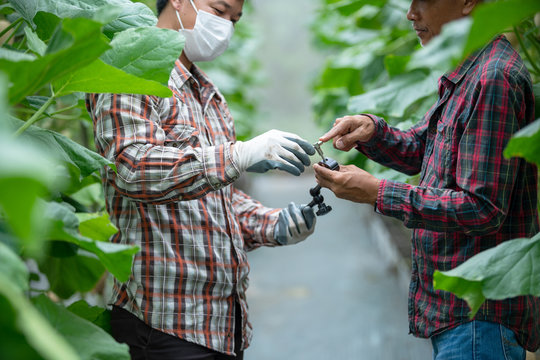Male farmers consulted and worked together to oversee the cultivation of the greenhouse.