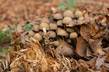 toadstools on a stump in the Golden autumn forest