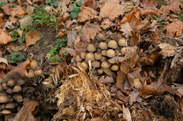 toadstools on a stump in the Golden autumn forest