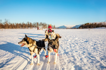 Husky safari