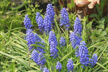 blue flowers in the garden