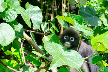 Una carinissima presbite dagli occhiali sbuca dalle folglie ad Ang Thong a Koh Samui