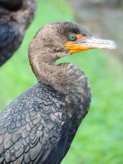 Double-crested Cormorant along Tram Road Trail to Shark Valley Observation Tower in Everglades National Park in Florida