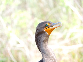 Double-crested Cormorant along Tram Road Trail to Shark Valley Observation Tower in Everglades National Park in Florida