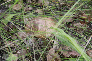 snail on grass