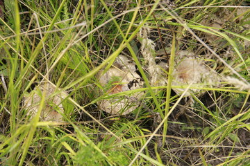 frog in grass