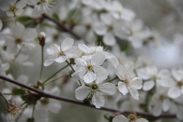 flowers of cherry tree