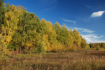 Fototapeta premium autumn forest