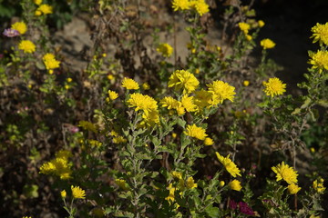 Хризантемы