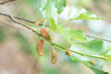 Coffee Hill Flower and Forest plant