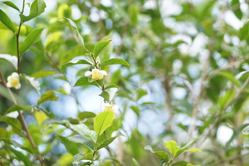 Coffee Hill Flower and Forest plant