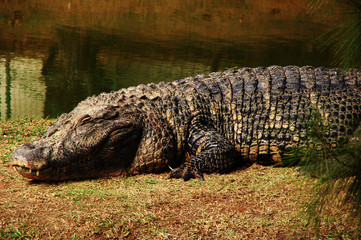 Crocodile