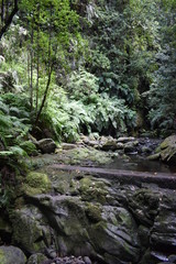 Hiking trail at Levada do Rei in Madeira, Portugal