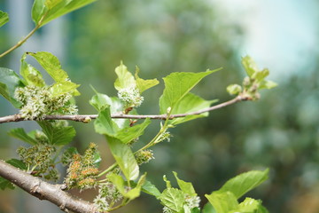 Coffee Hill Flower and Forest plant