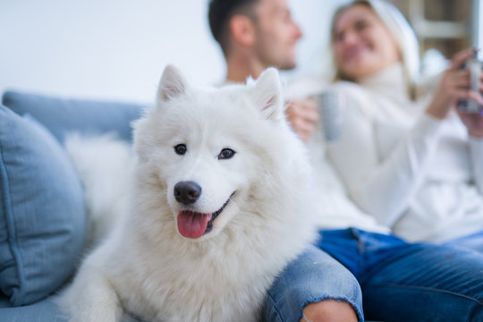 Young beautiful couple with dog sitting on the sofa drinking coffee at new home around cardboard boxes