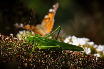 Heupferd auf Blüte vor Schmetterling 