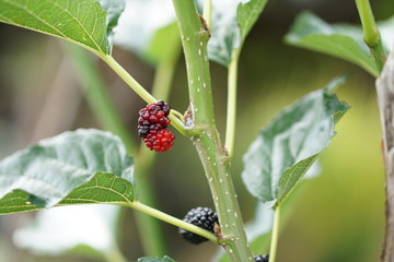Coffee Hill Flower and Forest plant