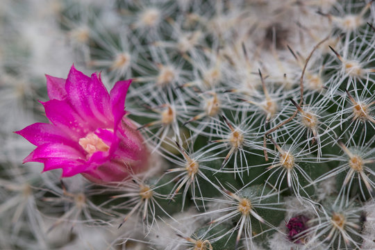 Pink Button Cactus Flower Closeup.