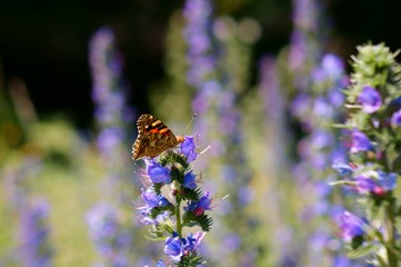 butterfly on a flower