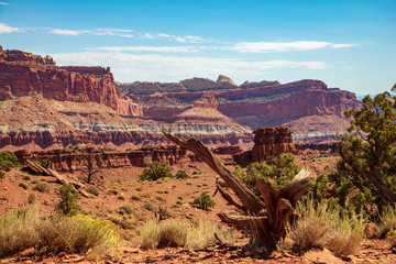 Amazingly resilient green shrubs exist in this rocky arid climate of Capitol Reef National Park, Utah