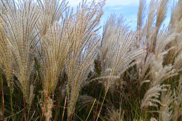 Poaceae Grass Flowers Field Blue sky Back ground