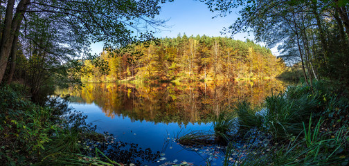 Ufer mit wildem Pflanzerbewuchs am herbstlichen Teich mit intensiver Spiegelung im frühen Abendlicht