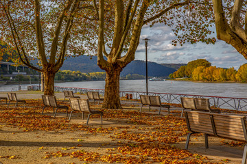 empty benches under trees with fallen leaves at the riverside of the rhine river