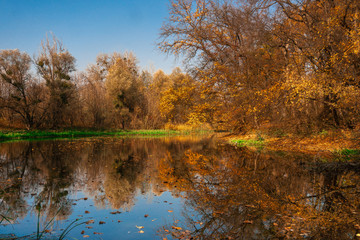 beautiful autumn landscape of the river and golden forest