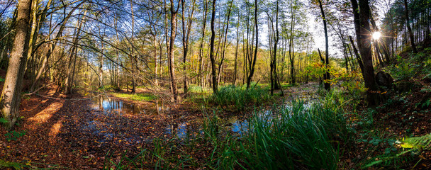 Moor Landschaft im herbstlichen Gegenlicht